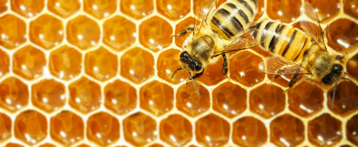 About honey